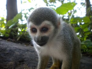Cabañas Nainekü Lodge en la selva amazónica de Leticia, rodeadas de bosque tropical y naturaleza en San Martín de Amacayacu.