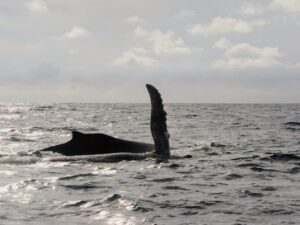 Ballenas-10