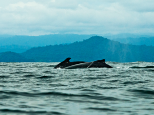 Ballenas-2