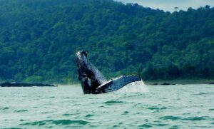 Avistamiento de ballenas jorobadas en lancha desde el Hotel Playa de Oro en Bahía Solano Chocó