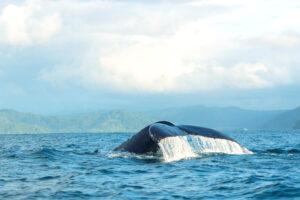 Ballenas-8