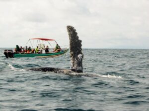 Ballenas-9