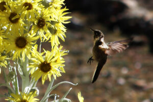 ColibriCocuy_web