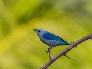 aves(1)