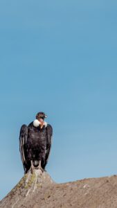 pexels-emareynares-17267862