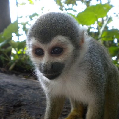 Cabañas Nainekü Lodge en la selva amazónica de Leticia, rodeadas de bosque tropical y naturaleza en San Martín de Amacayacu.