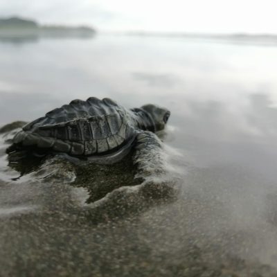 Tortugas 3